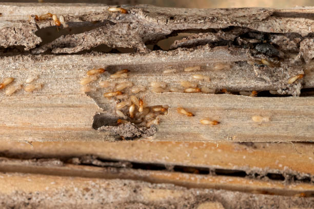 Best Best Pest Control Companies  in Cowan, TN