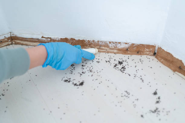Best Affordable Pest Control Services  in Cowan, TN